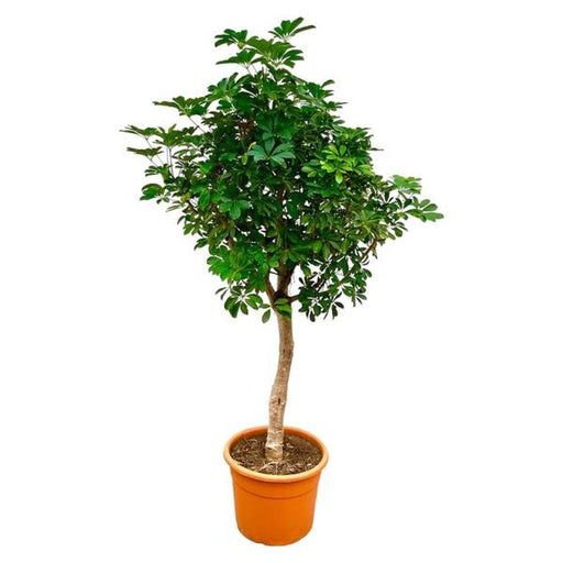 Schefflera op stam - 225cm - ø45 - 123flora.nl