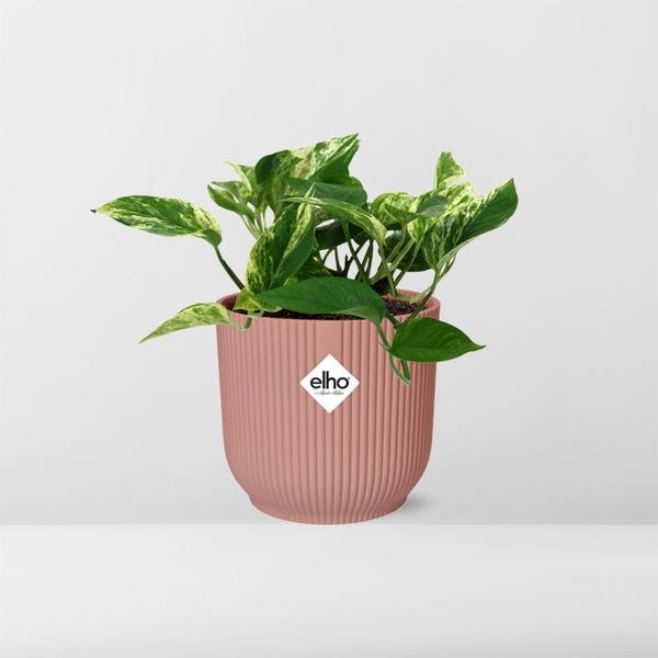 Scindapsus (Epipremnum) Marble Queen in ELHO Vibes Fold 14cm roze - 123flora.nl