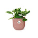 Scindapsus (Epipremnum) Marble Queen in ELHO Vibes Fold 14cm roze - 123flora.nl