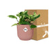 Scindapsus (Epipremnum) Marble Queen in ELHO Vibes Fold 14cm roze - 123flora.nl