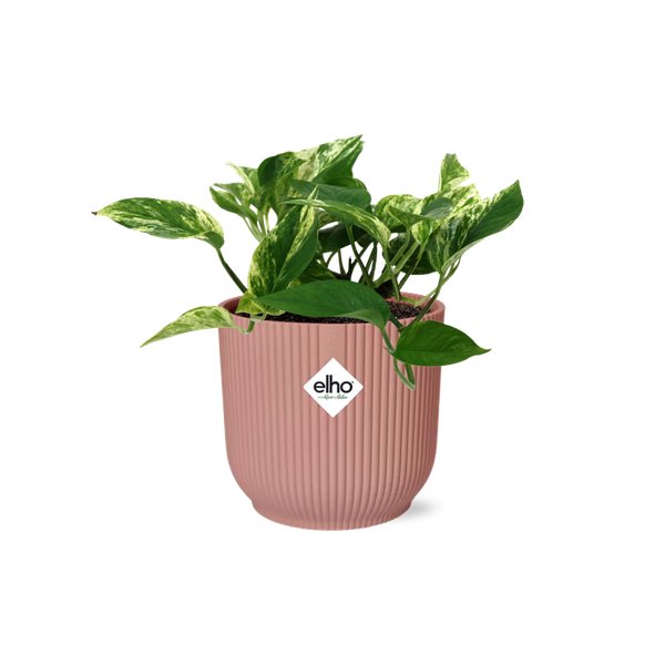 Scindapsus (Epipremnum) Marble Queen in ELHO Vibes Fold 14cm roze - 123flora.nl