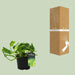 Scindapsus (Epipremnum) N'joy Gold - Ø12cm - ↕25cm - 123flora.nl