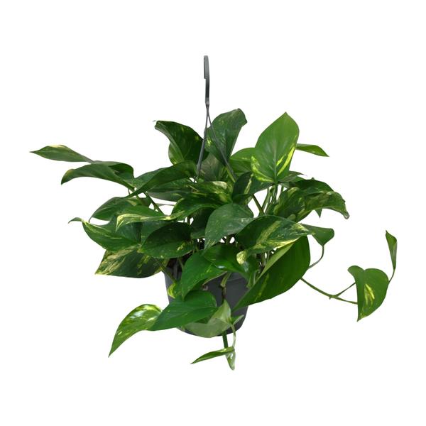 Scindapsus Epipremnum - Ø15cm - ↕45cm - 123flora.nl