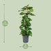 Scindapsus Epipremnum - Ø24cm - ↕120cm - 123flora.nl