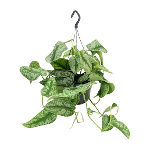 Scindapsus Pictus Trebie - Ø15 - ↨25cm - 123flora.nl