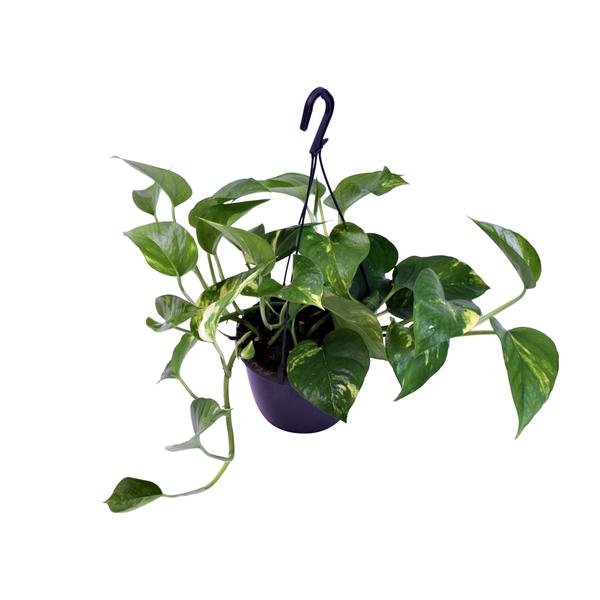 Scindapsus Pictus Trebie - Ø15cm - ↕30cm - 123flora.nl