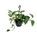 Scindapsus Pictus Trebie - Ø15cm - ↕30cm - 123flora.nl