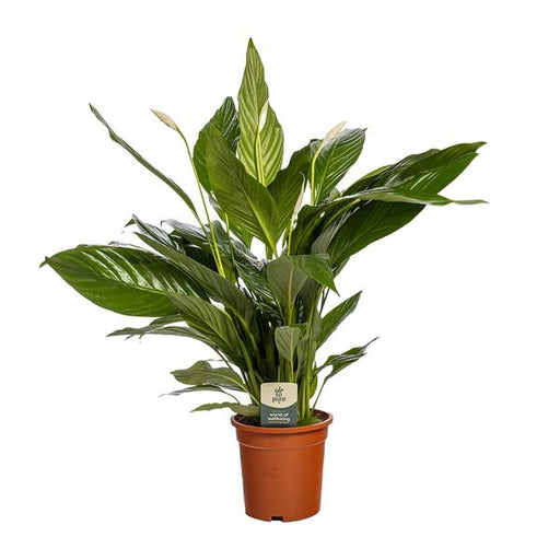 Spathiphyllum Bingo Cupido - Ø19 - ↨80cm - 123flora.nl