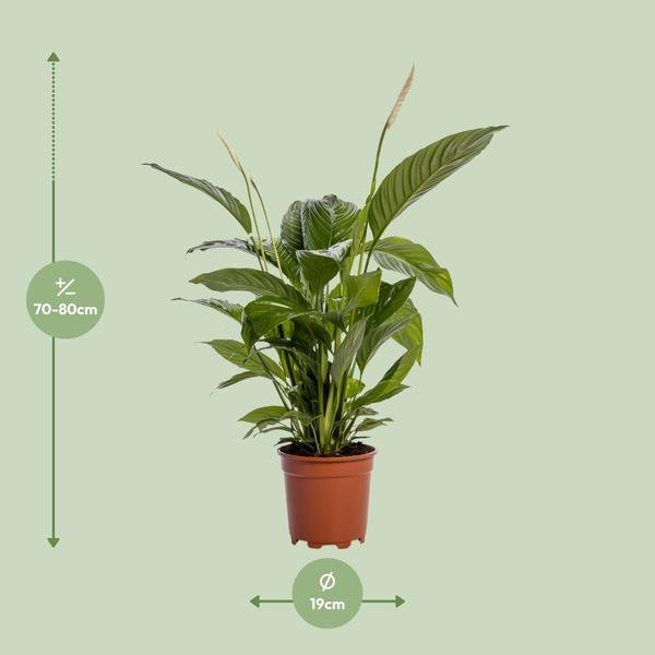 Spathiphyllum Bingo Cupido - Ø19cm - ↕80cm - 123flora.nl