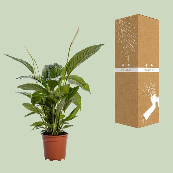 Spathiphyllum Bingo Cupido - Ø19cm - ↕80cm - 123flora.nl