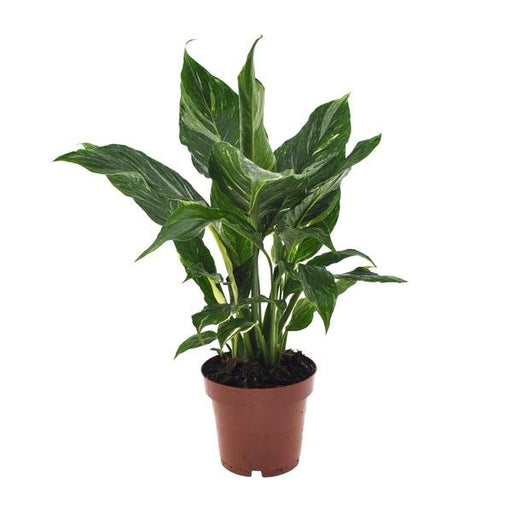 Spathiphyllum Diamond - Ø12cm - ↕40cm - 123flora.nl