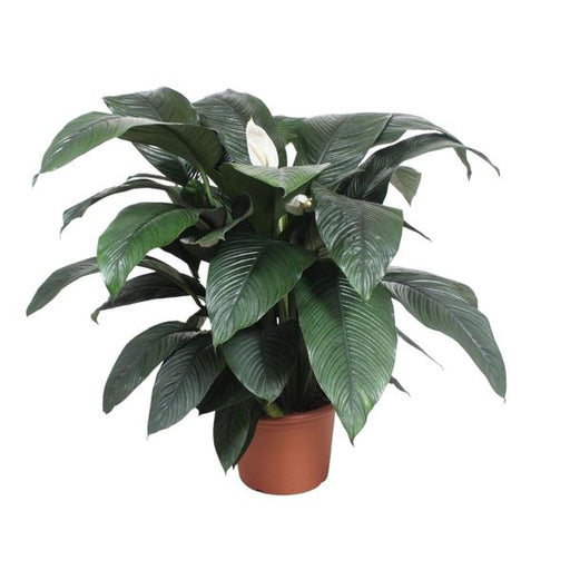 Spathiphyllum Sensation - 140 cm - ø45 - 123flora.nl