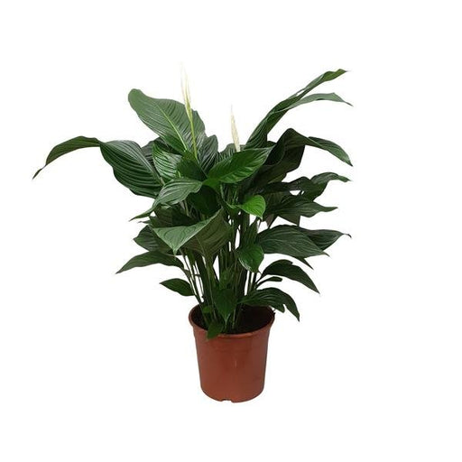 Spathiphyllum Sweet Silvana - Ø24cm - ↕80cm - 123flora.nl