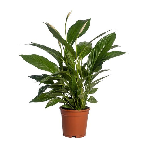 Spathiphyllum Vivaldi - Ø17cm - ↕70cm - 123flora.nl