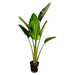 Strelitzia Augusta - 180cm - ⌀30 - 123flora.nl