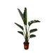 Strelitzia Augusta - 210cm - ⌀30 - 123flora.nl