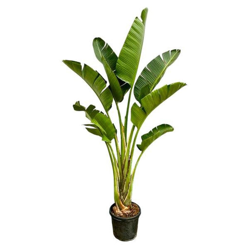 Strelitzia Augusta - 250cm - ⌀45 - 123flora.nl