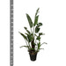 Strelitzia Augusta - 250cm - ⌀45 - 123flora.nl