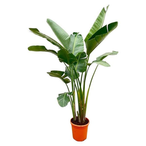 Strelitzia Augusta de luxe XXL - 250cm - ø38 - 123flora.nl