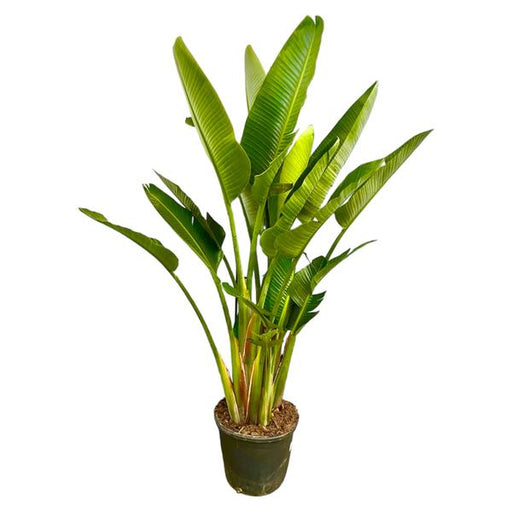 Strelitzia Augusta multi stam XXL - 225 cm - ø40 - 123flora.nl