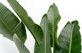 Strelitzia Augusta multi stam XXL - 250 cm - ø50 - 123flora.nl