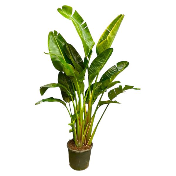 Strelitzia Augusta multi stam XXL - 250 cm - ø50 - 123flora.nl