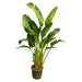 Strelitzia Augusta multi stam XXL - 250 cm - ø50 - 123flora.nl