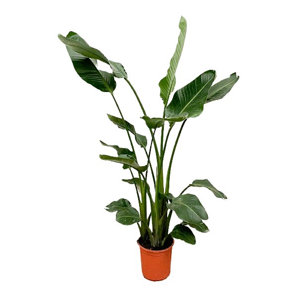 Strelitzia Nicolai - 160cm - Ø24 - 123flora.nl