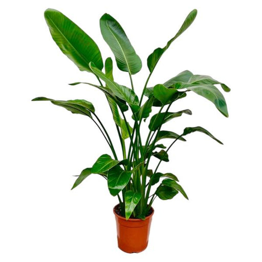 Strelitzia Nicolai - 160cm - Ø24 - 123flora.nl