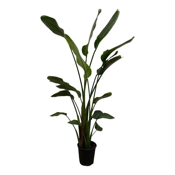 Strelitzia Nicolai - 170 cm - ⌀27 - 123flora.nl