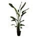 Strelitzia Nicolai - 170 cm - ⌀27 - 123flora.nl