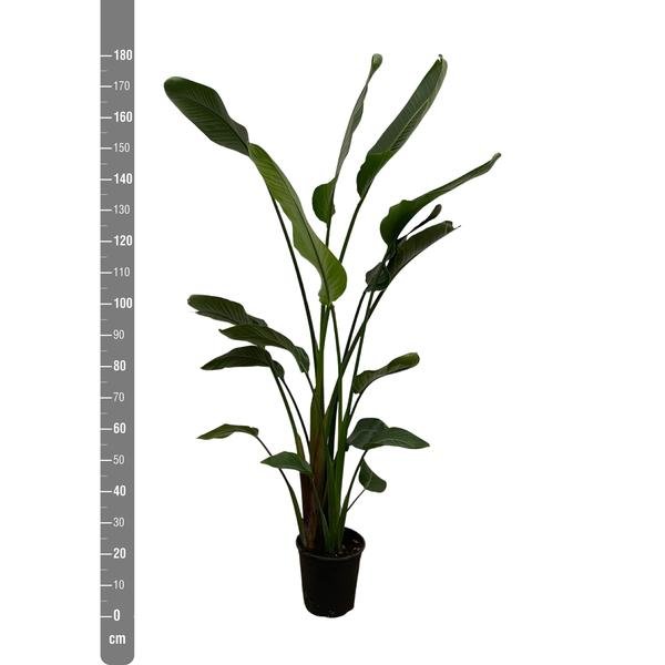 Strelitzia Nicolai - 170 cm - ⌀27 - 123flora.nl