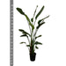 Strelitzia Nicolai - 170 cm - ⌀27 - 123flora.nl