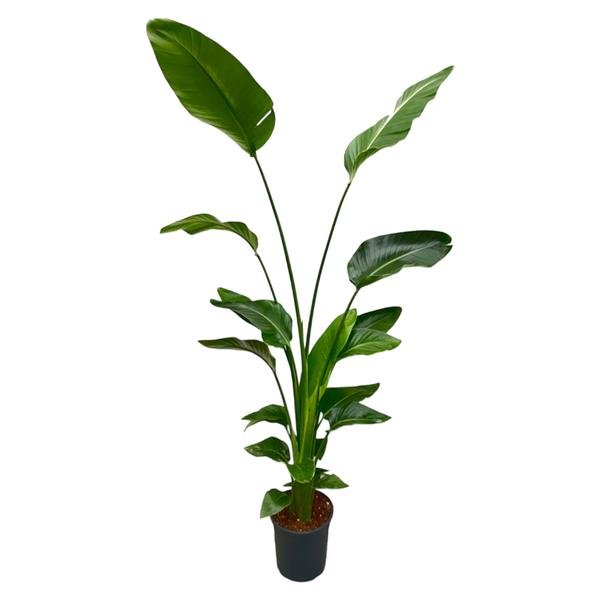 Strelitzia Nicolai - 170 cm - ⌀27 - 123flora.nl