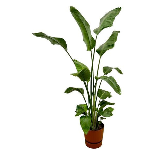 Strelitzia Nicolai inclusief elho Greenville Round bruin - 180 cm - Ø30 - 123flora.nl