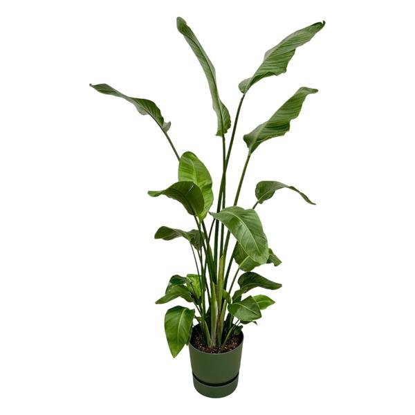 Strelitzia Nicolai inclusief elho Greenville Round groen - 180 cm - Ø30 - 123flora.nl