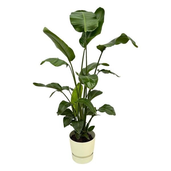 Strelitzia Nicolai inclusief elho Greenville Round wit - 160cm - Ø30 - 123flora.nl