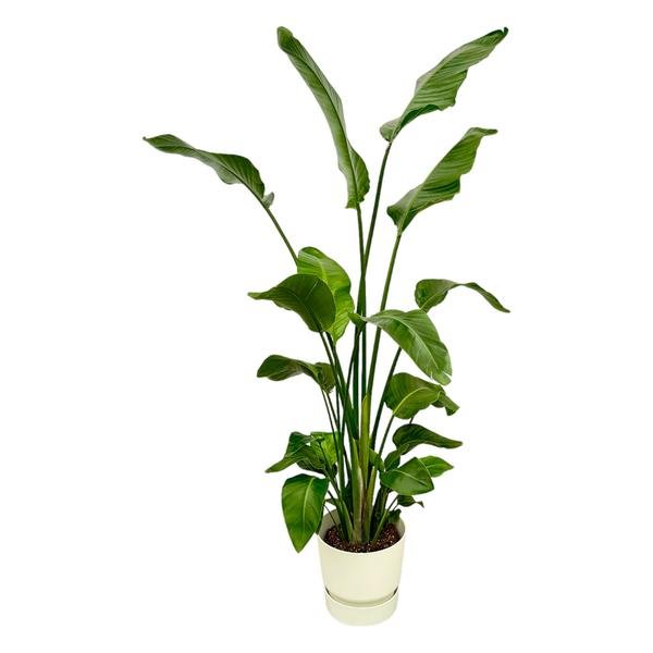 Strelitzia Nicolai inclusief elho Greenville Round wit - 180 cm - Ø30 - 123flora.nl