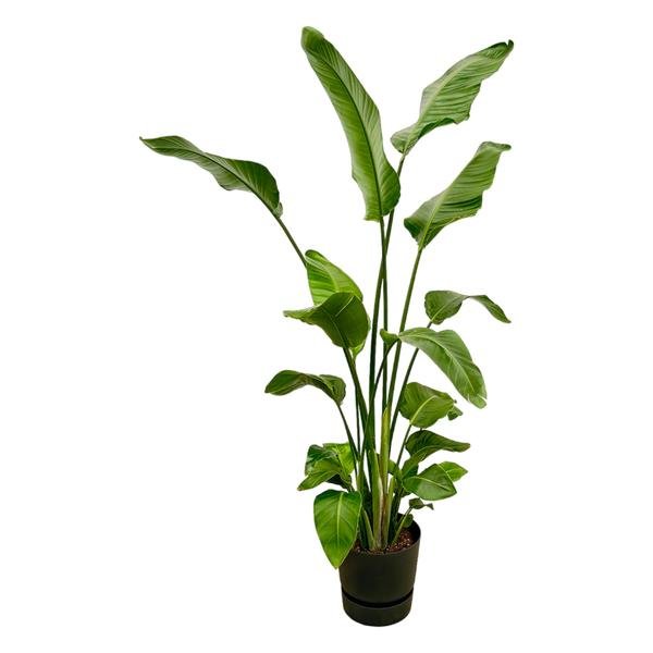 Strelitzia Nicolai inclusief elho Greenville Round zwart - 180 cm - Ø30 - 123flora.nl