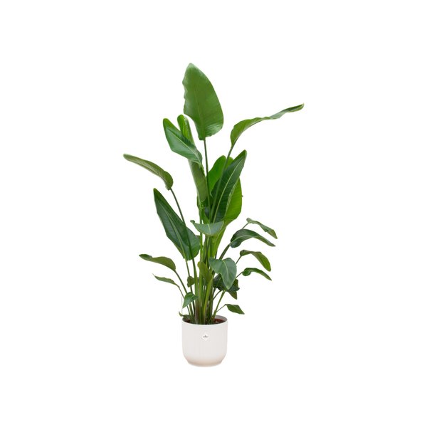 Strelitzia Nicolai inclusief elho Vibes Fold Round wit - 160cm - Ø30 - 123flora.nl