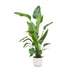 Strelitzia Nicolai inclusief elho Vibes Fold Round wit - 180 cm - Ø30 - 123flora.nl