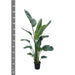 Strelitzia Nicolai XXL - 225 cm - ø27 - 123flora.nl