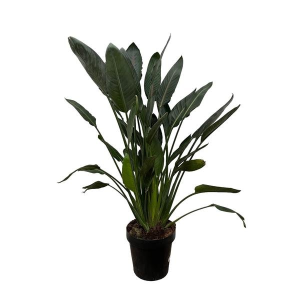 Strelitzia Reginae - 130 cm - Ø24 - 123flora.nl