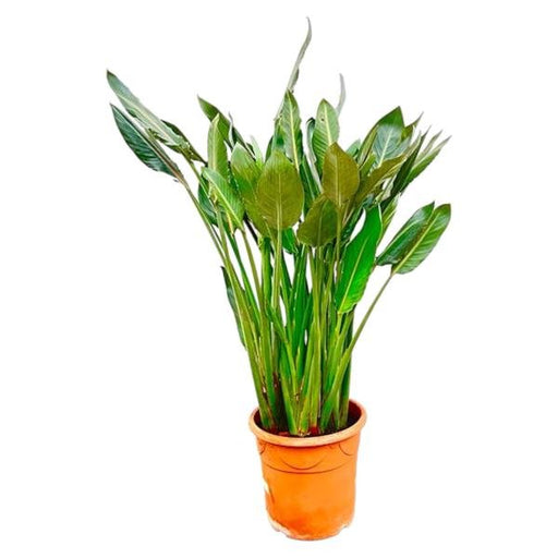 Strelitzia Reginae XL - 160cm - ⌀30 - 123flora.nl