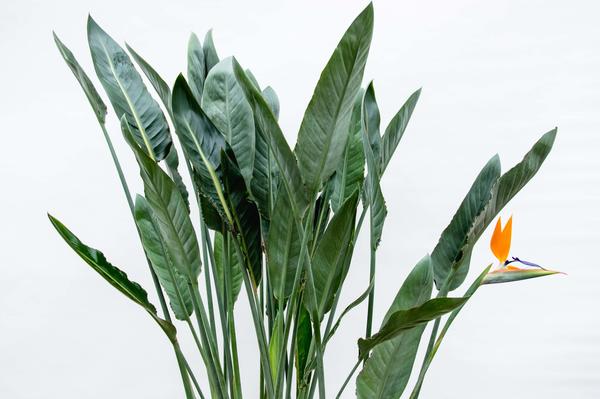 Strelitzia Reginae XL - 160cm - ⌀30 - 123flora.nl