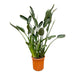 Strelitzia Reginae XL - 160cm - ⌀30 - 123flora.nl