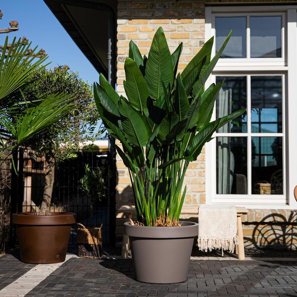 Strelitzia Reginae XL - 180cm - ø50 - 123flora.nl