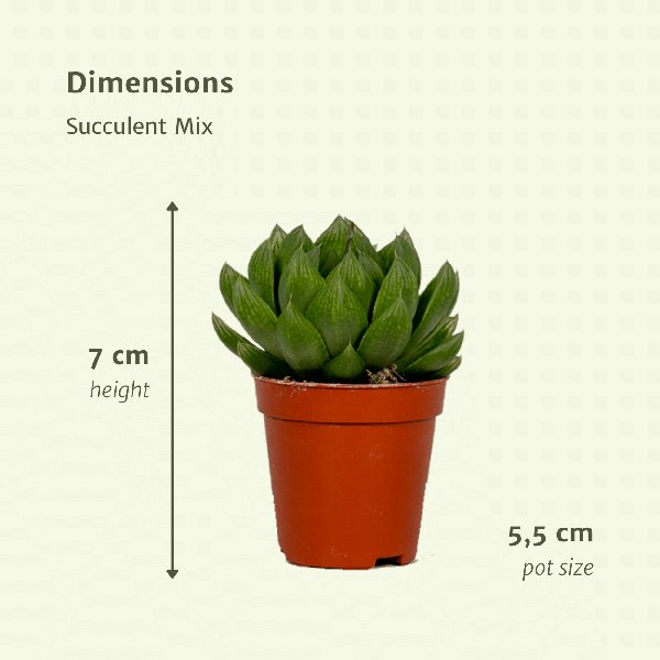 Succulenten Mix - 10 stuks - 7cm - Ø5,5 - 123flora.nl