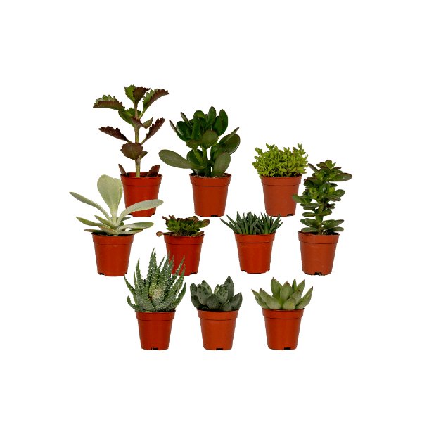 Succulenten Mix - 10 stuks - 7cm - Ø5,5 - 123flora.nl