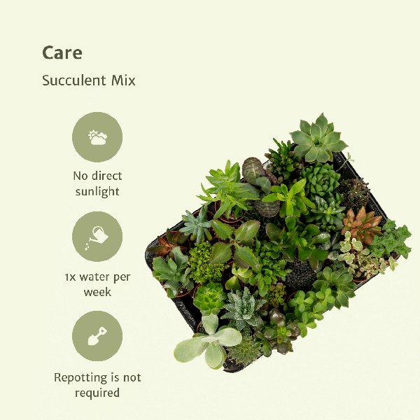 Succulenten Mix - 10 stuks - 7cm - Ø5,5 - 123flora.nl